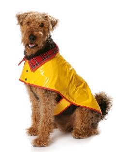 burda-style-7752-schnittmuster-hundemantel-5-varianten-gr-s-l image 8