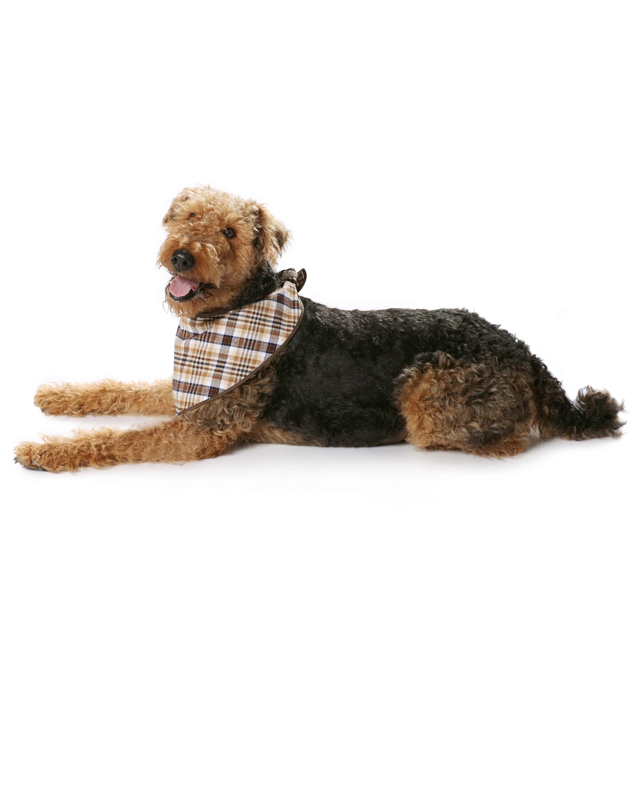 burda-style-7752-schnittmuster-hundemantel-5-varianten-gr-s-l image 4